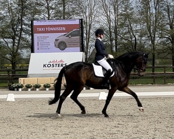 Dressurpferd Lacancio'n Cj (Rheinländer, 2011, von Lord Loxley I)