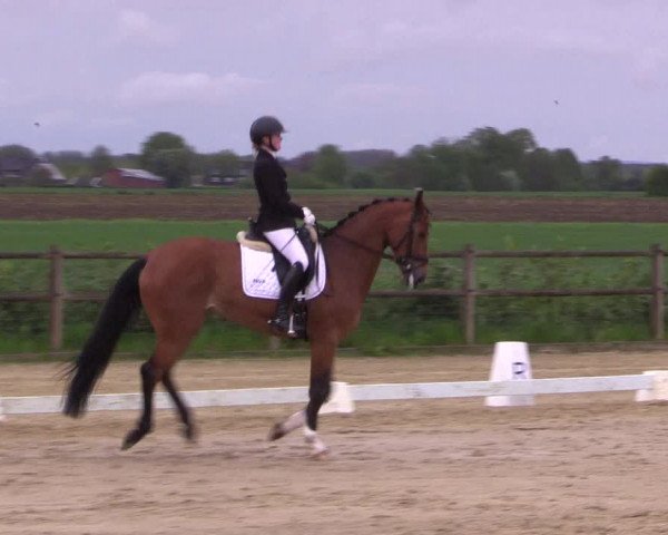 Reitturnier Warendorf 2023