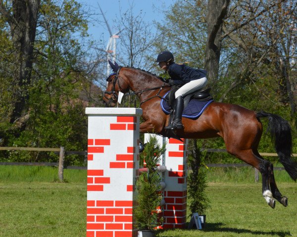 jumper Chicky Micky 9 (Oldenburg show jumper, 2017, from Ciacomo)
