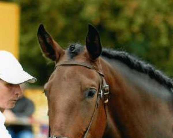 broodmare Aramanha (Lusitano, 2005, from Bencatel)
