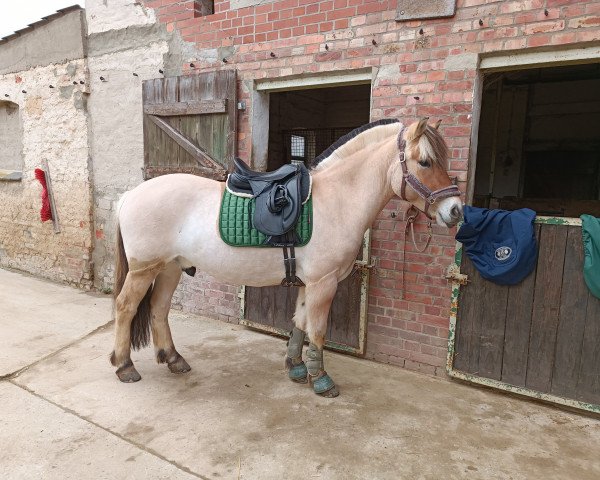 horse Silian (Fjord Horse, 2018, from Fjordbækken’s Sidan)