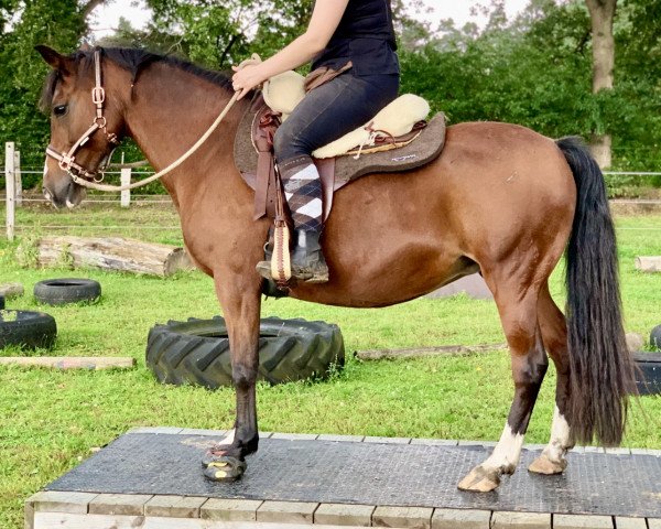 broodmare Merle (New Forest Pony, 2000, from Anydale Ron)