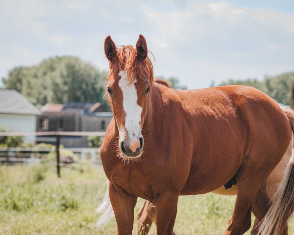 horse Hengst von Neverland WE / Laudatio (German Riding Pony, 2021, from Neverland WE)