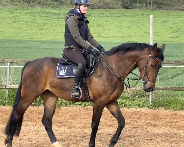 Pferd Comme Casca (Westfale, 2019, von Comme il Faut)