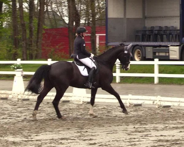 Reitturnier Dressurturnier Mildstedt 2023