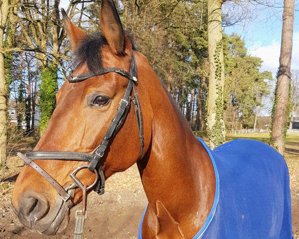 broodmare Arabella (Westphalian, 2009, from Arpeggio)