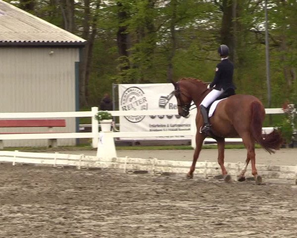 Reitturnier Dressurturnier Mildstedt 2023