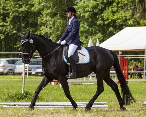 dressage horse Donna-Flamenca (Hanoverian, 2008, from Drago 113)