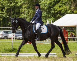 dressage horse Donna-Flamenca (Hanoverian, 2008, from Drago 113)