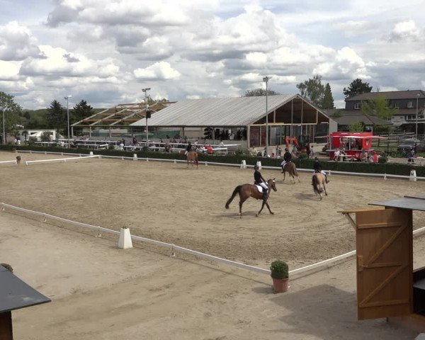 Reitturnier Bornheim Widdig 2023