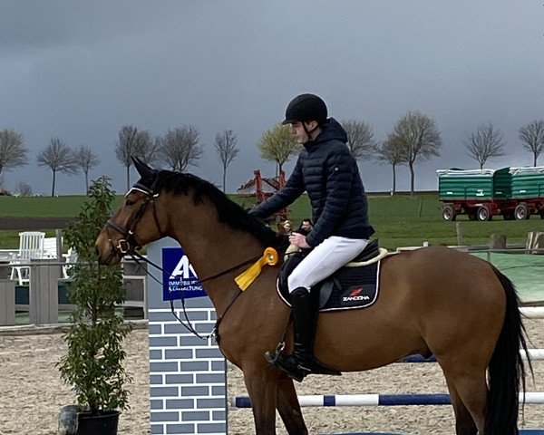 jumper Agataky (German Sport Horse, 2015, from Aga Khan Z) jumper Agataky (German Sport Horse, 2015, from Aga Khan Z)