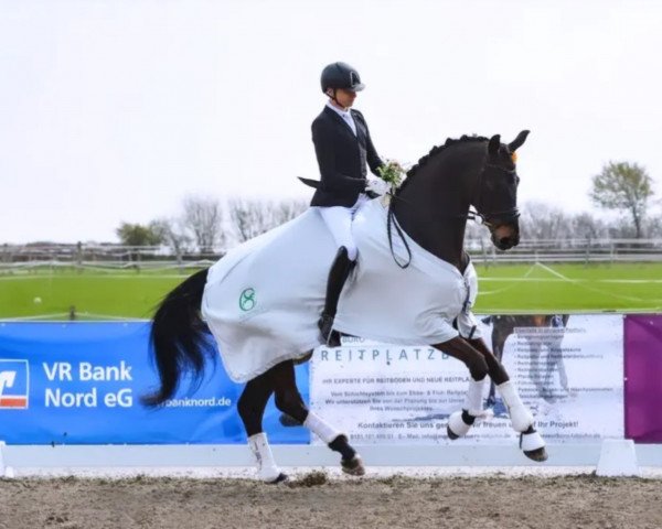 Pferd Fedor 117 (Hannoveraner, 2017, von Fürst Wilhelm)