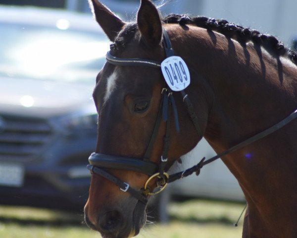 dressage horse Pauline 310 (Mecklenburg, 2000, from Piment)