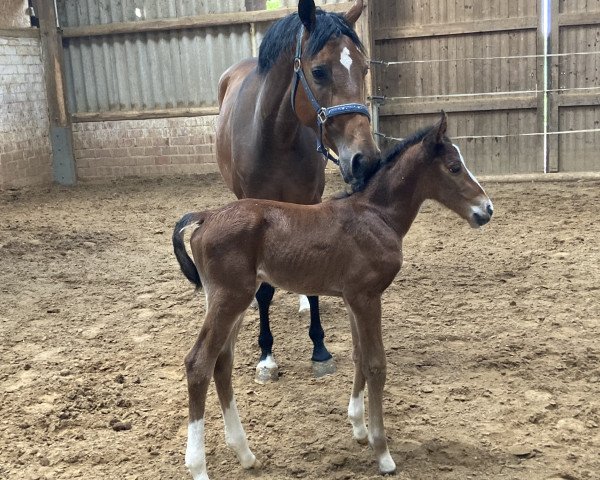 broodmare Ordinja (Hanoverian, 2023, from DSP Oganero P)