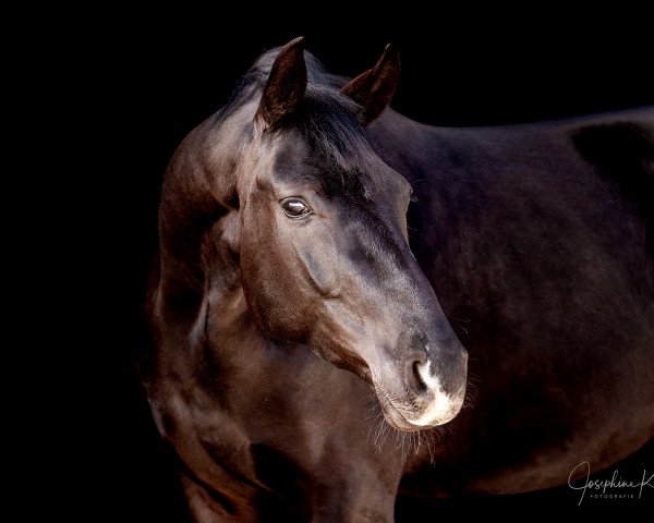 horse Fürst Finn (Hanoverian, 2020, from Finest)