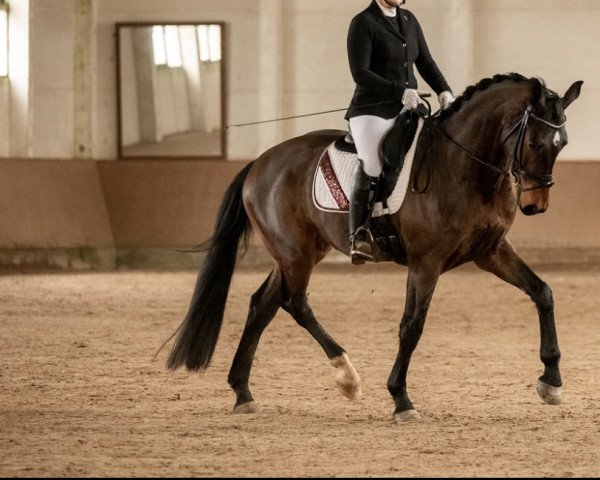dressage horse Be My Buddy F (German Sport Horse, 2017, from Bernay)