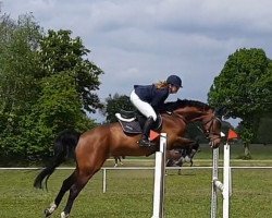 jumper Bumerang 45 (German Sport Horse, 2016, from Balou du Rouet)
