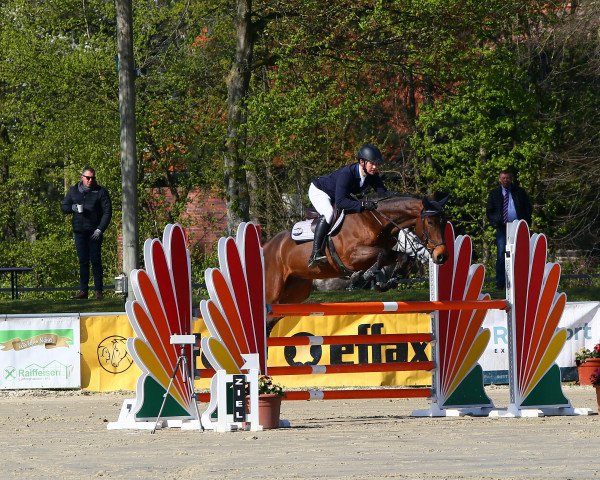 Springpferd Quing Louie von der Mittelerde (Oldenburger Springpferd, 2018, von Querlybet Hero) Springpferd Quing Louie von der Mittelerde (Oldenburger Springpferd, 2018, von Querlybet Hero)