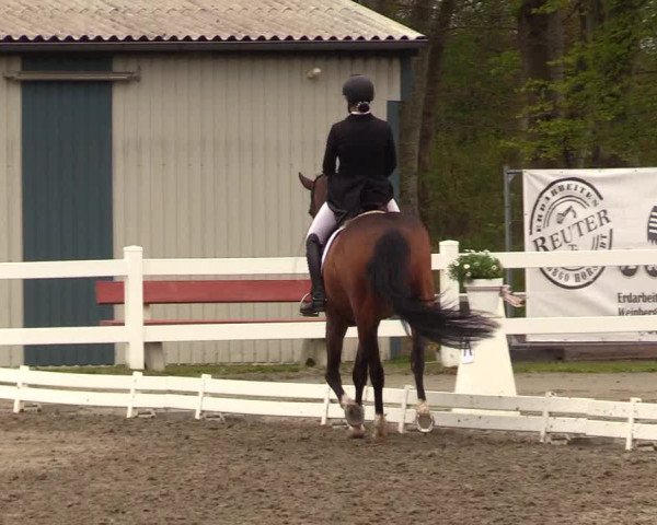 Reitturnier Dressurturnier Mildstedt 2023