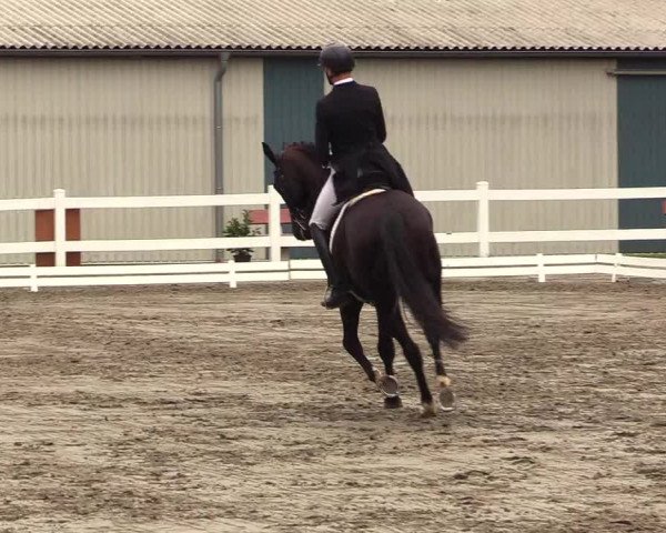 Reitturnier Dressurturnier Mildstedt 2023