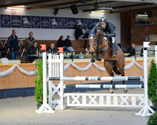 jumper Trinidad Me Z (Zangersheide riding horse, 2017, from Toulon)