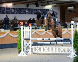 jumper Trinidad Me Z (Zangersheide riding horse, 2017, from Toulon)