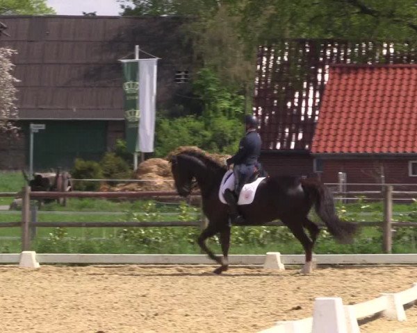 Reitturnier Warendorf 2023