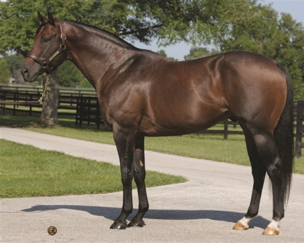 stallion Strong Hope xx (Thoroughbred, 2000, from Grand Slam xx)