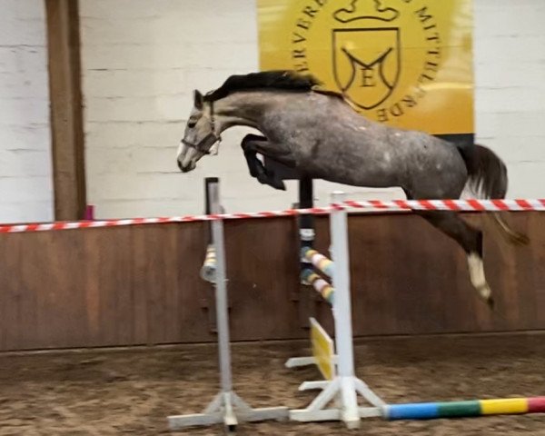 broodmare Ulysse de la Pomme (Zangersheide riding horse, 2017, from Untouchable)