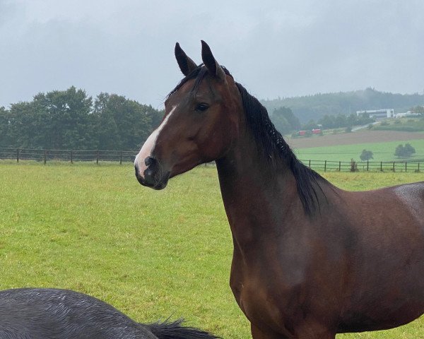 broodmare Jolly Girl II Kervec (Selle Français, 2019, from Conte Bellini)