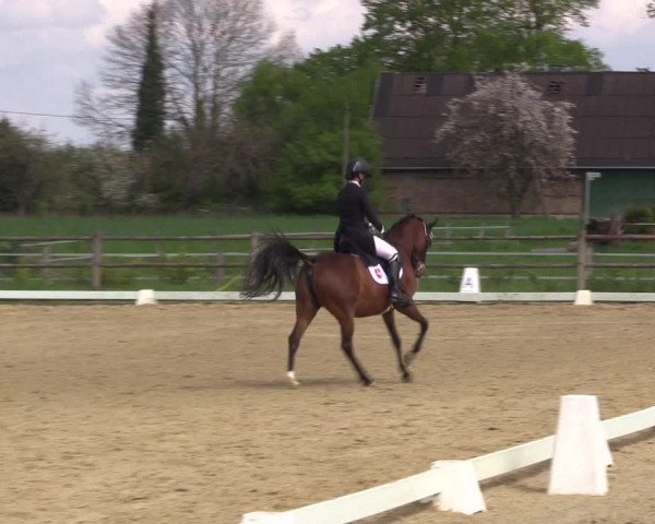 Reitturnier Warendorf 2023