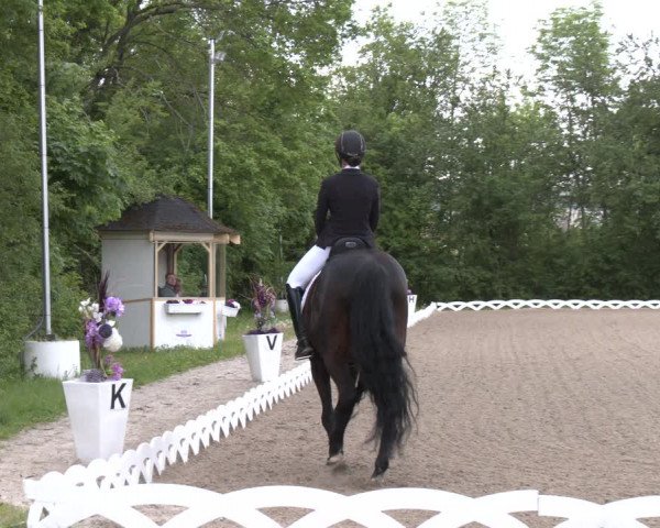 Reitturnier Perchtoldsdorf 2023