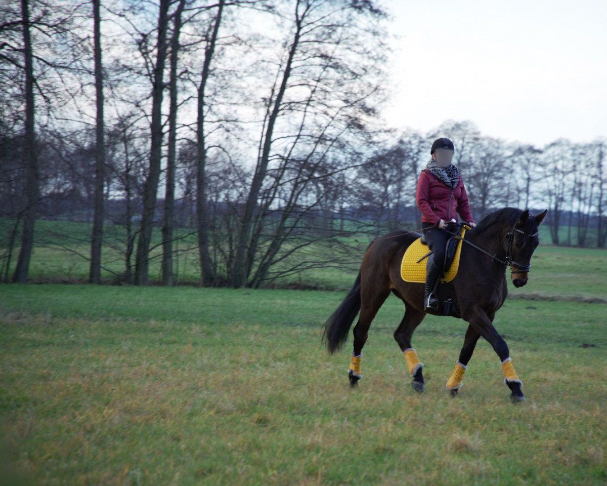 horse Fürst Fritz Faisal (Westphalian, 2018, from Fürst Feragon)