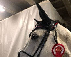 jumper Lillyfee O (Oldenburg show jumper, 2012, from Levisonn 208 FIN)