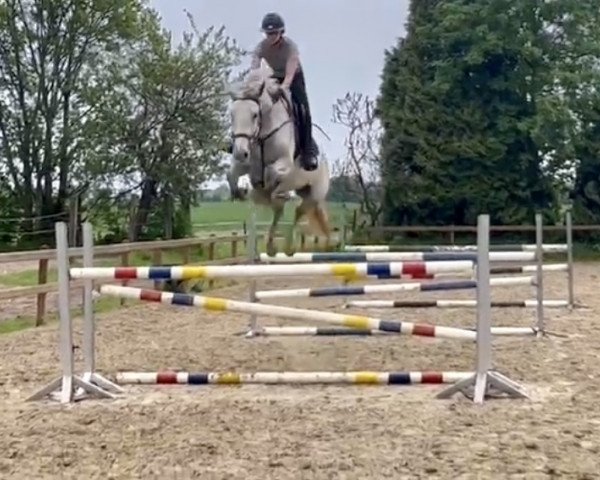 jumper Calina van de Kanaalweg (anglo european sporthorse, 2018, from Columbus Z 3)