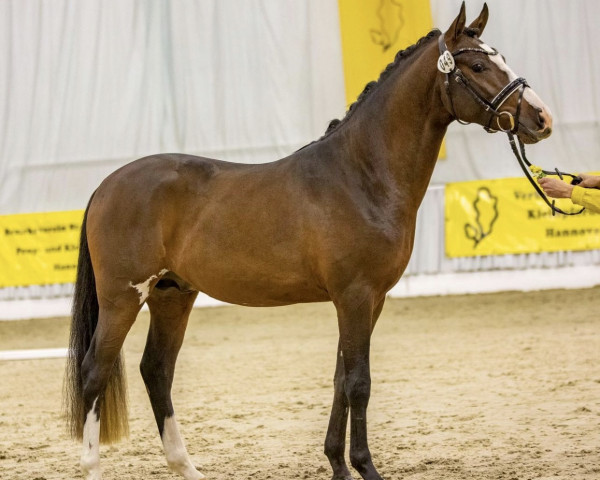 horse Nevermind B (German Riding Pony, 2020, from Neverland WE)