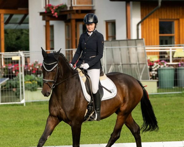horse Sierra Tequila Gold (German Warmblood, 2018)