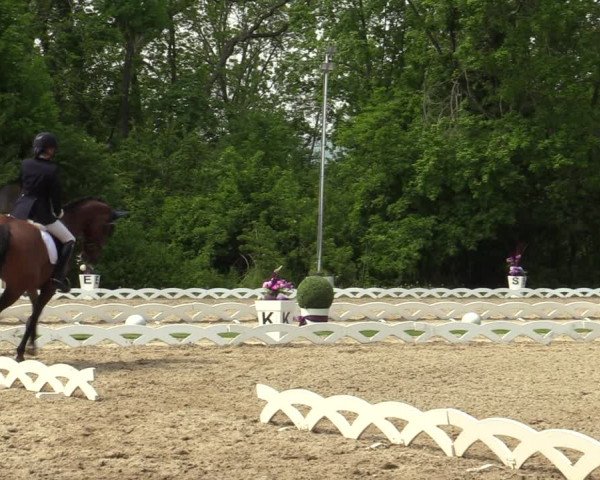 Reitturnier Perchtoldsdorf 2023