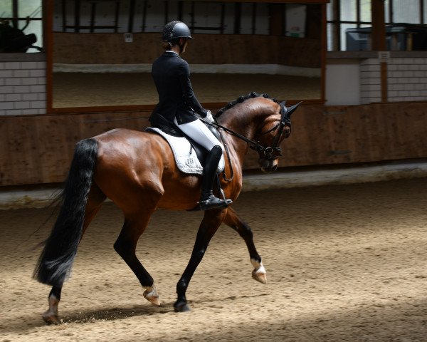 dressage horse Franz Ferdinand Junior 3 (Oldenburg, 2015, from Franziskus FRH)