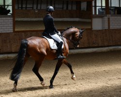 dressage horse Franz Ferdinand Junior 3 (Oldenburg, 2015, from Franziskus FRH)
