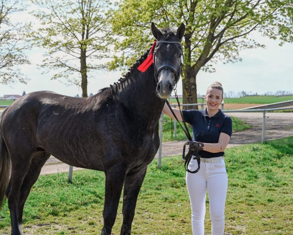 horse Colvyn (Oldenburg show jumper, 2020, from Caroly)