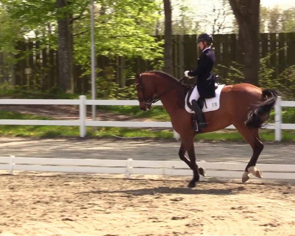 Reitturnier Dressurturnier Mildstedt 2023