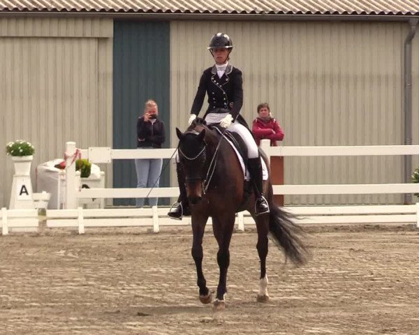 Reitturnier Dressurturnier Mildstedt 2023