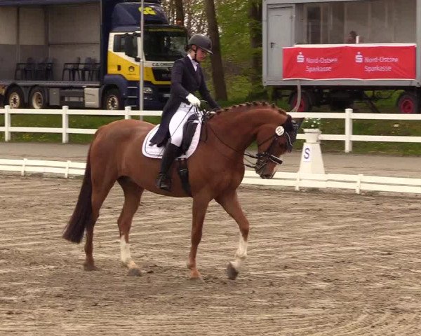 Reitturnier Dressurturnier Mildstedt 2023