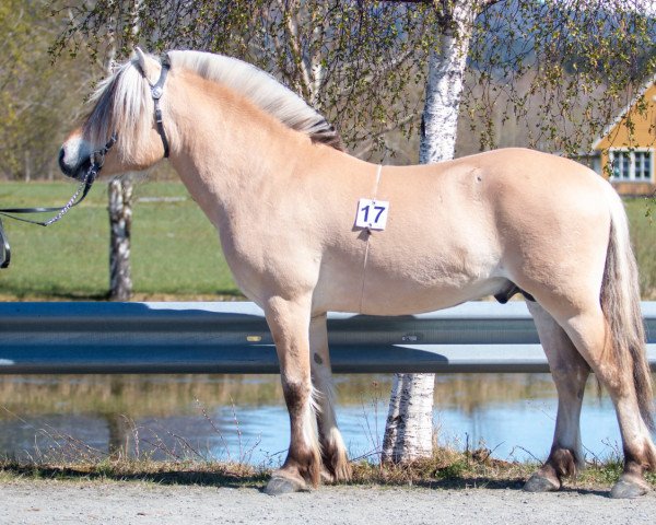 Pferd Nes Tord (Fjordpferd, 2019, von Roslands Dalar)