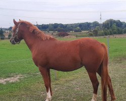 horse Cevarina (German Riding Pony, 2018, from Caspar H 5)