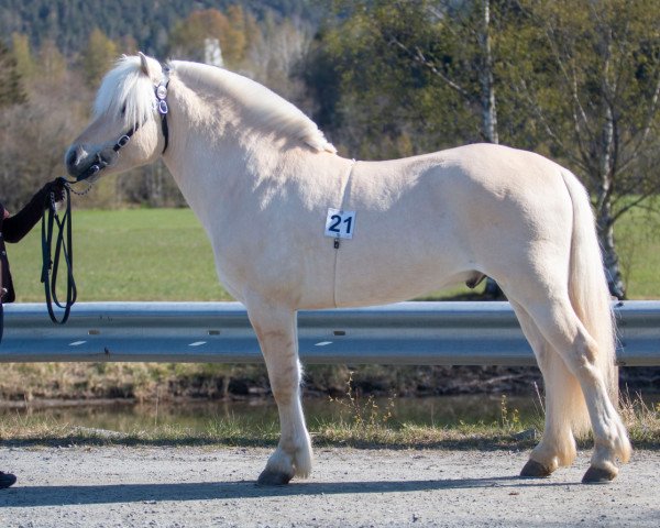 horse Sjangsis Elvin (Fjord Horse, 2020, from Elvar N.2231)