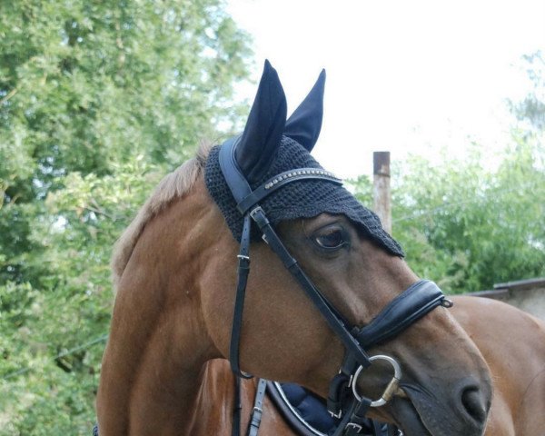 broodmare Gipsy 951 (Hanoverian, 2001, from Gloucester)