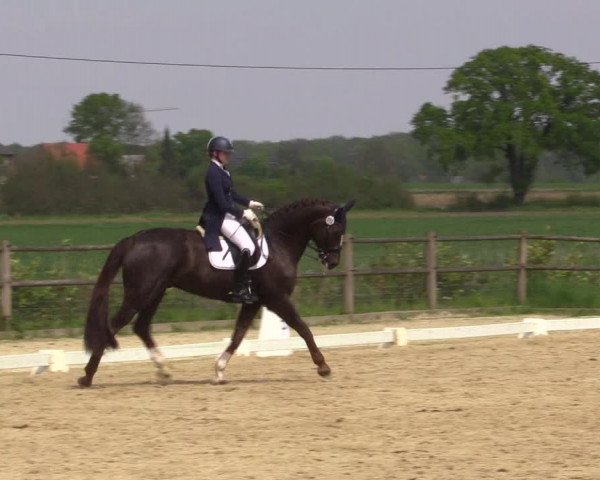 Reitturnier Warendorf 2023