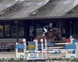 jumper Amsterdam Z (Zangersheide riding horse, 2016, from Asca Z)